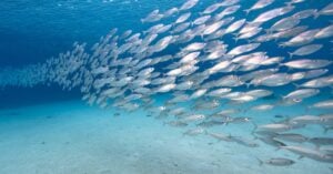 A school of fish swimming in sync